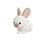 กระต่าย (Rabbit)